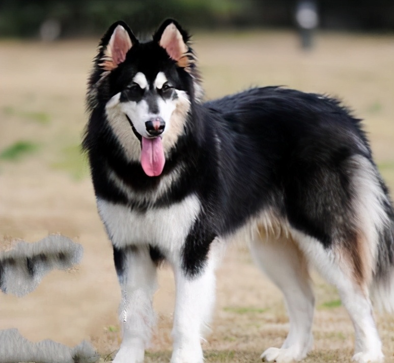 超难遛的几种狗,最适合外出遛的狗