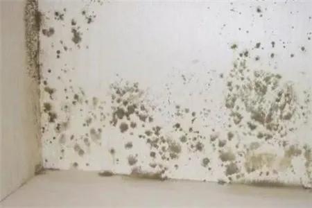 家里墙壁发霉发黑?别急着浪费钱重刷,传授一招,旧墙焕然一新