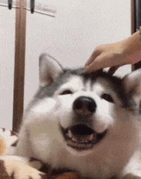 狗年已近尾声,送你50个狗歇后语,太逗了!笑的我肚子疼