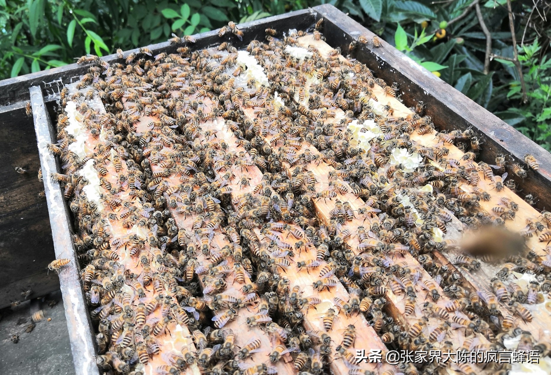 吃土蜂蜜鲜为人知的内幕值得一看,关于土蜂蜜你到底了解多少