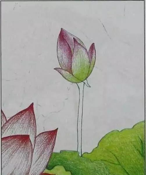 画荷塘与荷花,画一张美丽的荷塘画