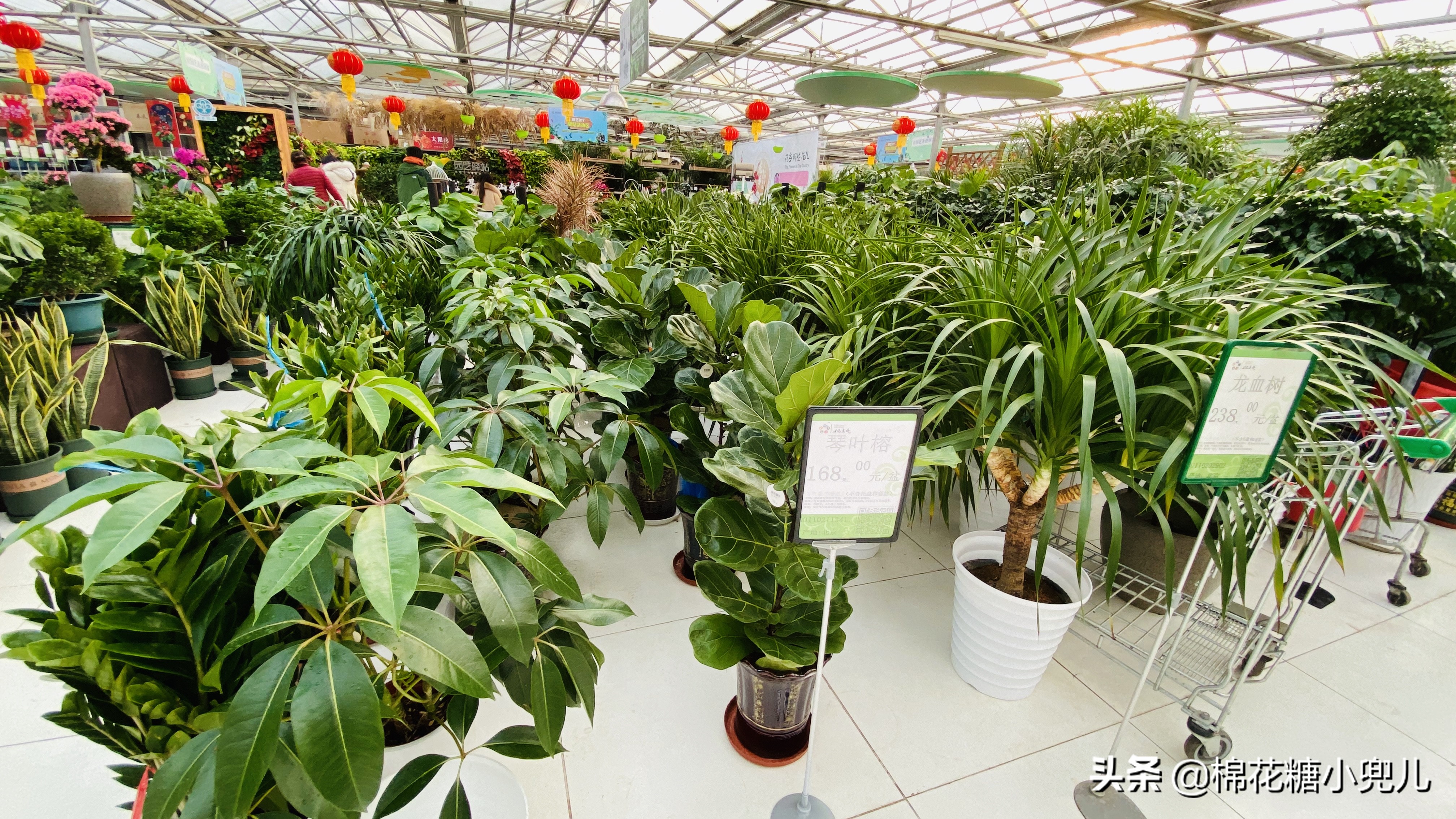 北京开了第一家绿植花卉大超市,北京最大花卉绿植市场