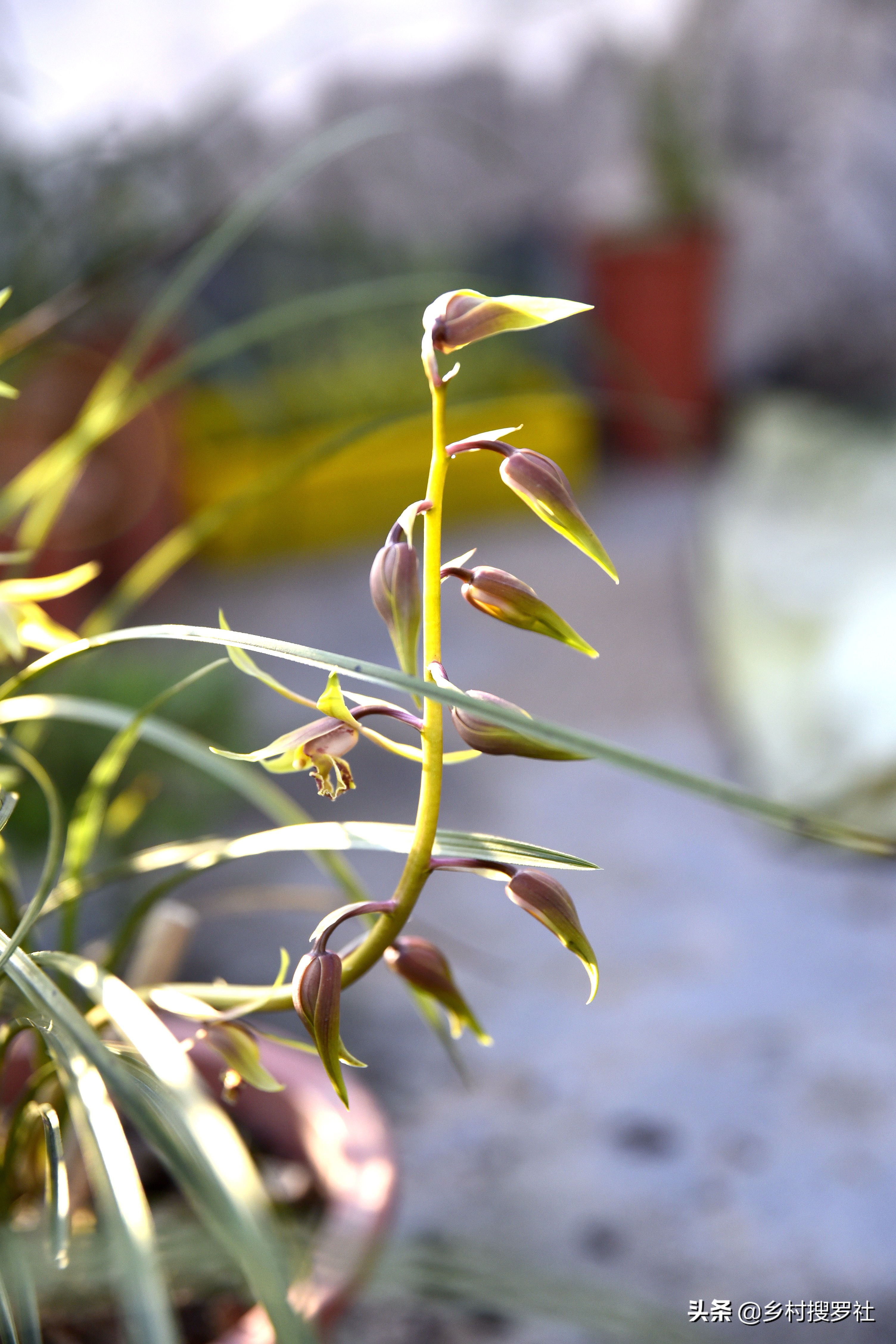 国花排名第一的兰花,兰花国花品种大全