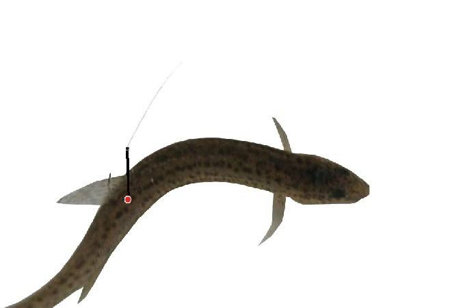 鲶鱼怎样才容易钓上来,鲶鱼滑口不好钓怎么弄