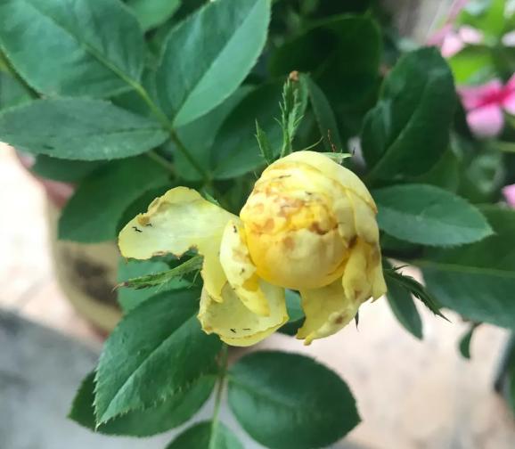 大葱的一大害虫蓟马一招轻松解决,蓟马白粉虱都是刺吸式口器害虫吗