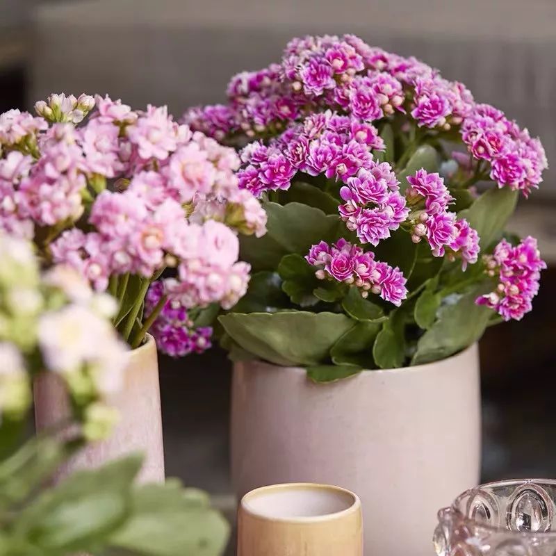 冬天一定要养的十种花,冬天养花养哪些植物好看