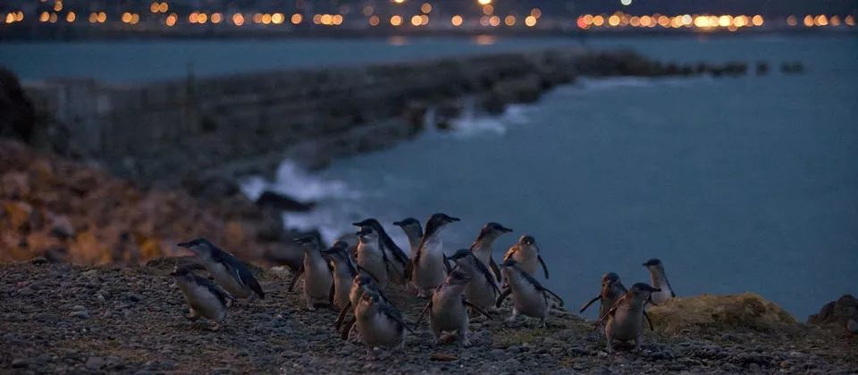 我带女朋友去新西兰,看几百万串会发光的“鼻涕”,她昏了过去