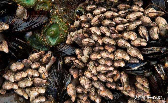 极限工作之船底清洁：想靠卖船底海鲜补贴几十万清洁费？别搞笑了