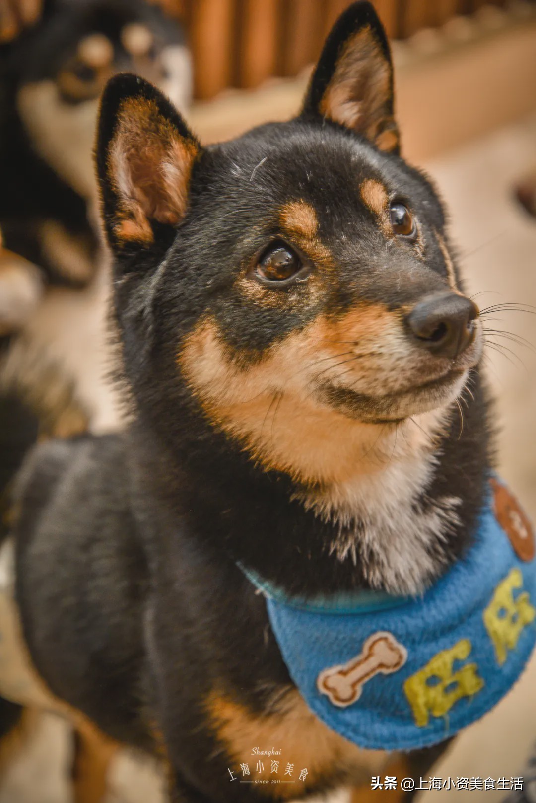 豆柴犬幼犬直播,豆柴是一只非常可爱的小狗