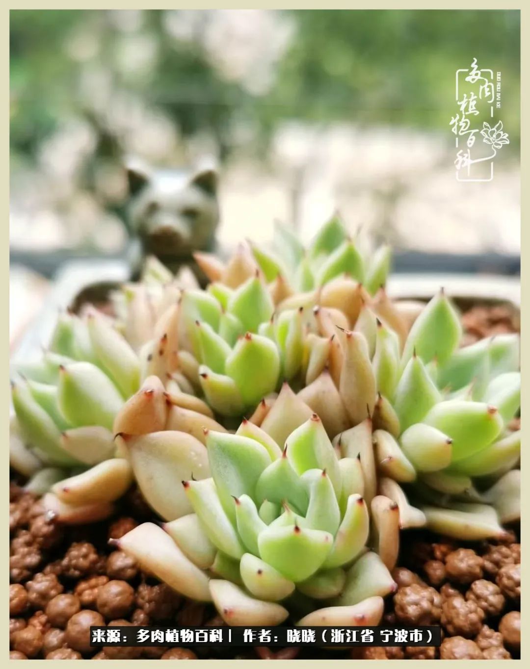 对多肉的热爱深入骨髓,当激情退却希望你依然保持热爱