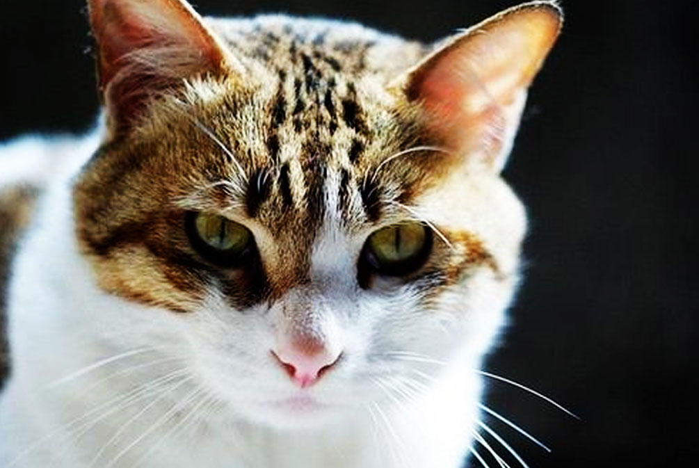 猫的耳朵好像发热是怎么回事,猫为什么耳朵热