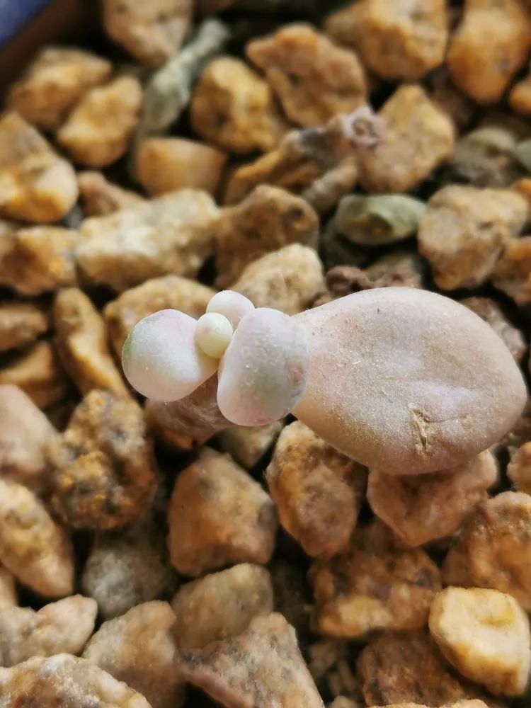 适合北方阳台党养的多肉,适合养在北阳台的多肉