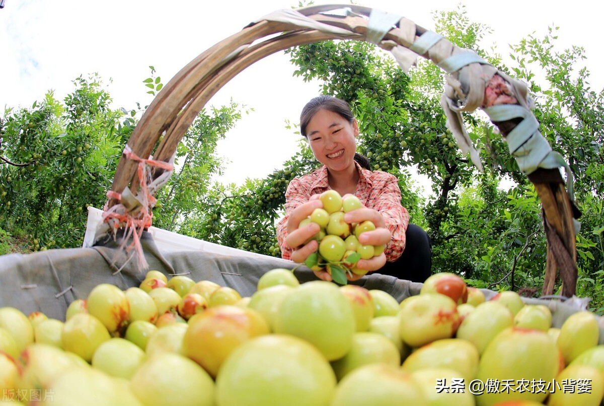 梨小食心虫防治最佳时间,梨小食心虫的为害症状
