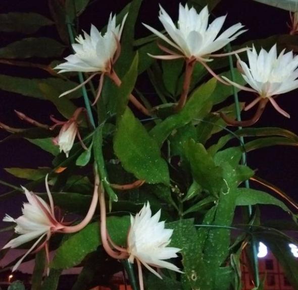 养昙花的窍门,养昙花都浇什么肥呀