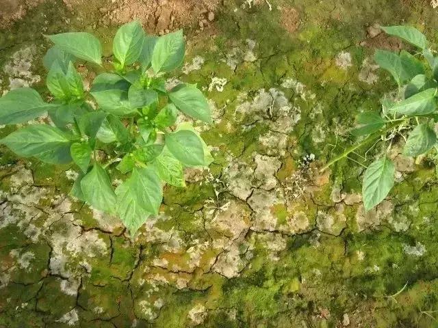 农友：我家有“粪”不用花钱买有机肥？对不起，你的灾难要来了