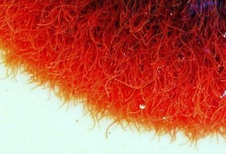 金鱼喂红虫好还是水蚤好,养殖金鱼如何防止寄生虫