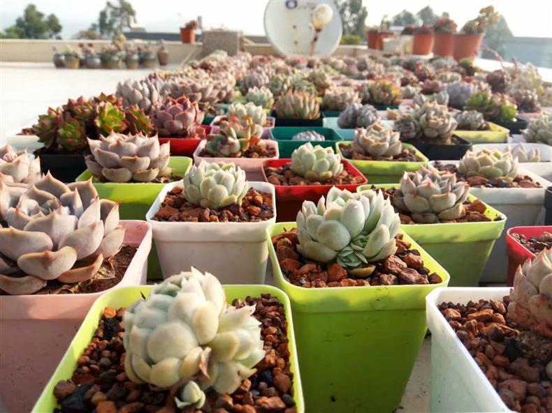 多肉万重山怎样养开花,多肉天台露养视频