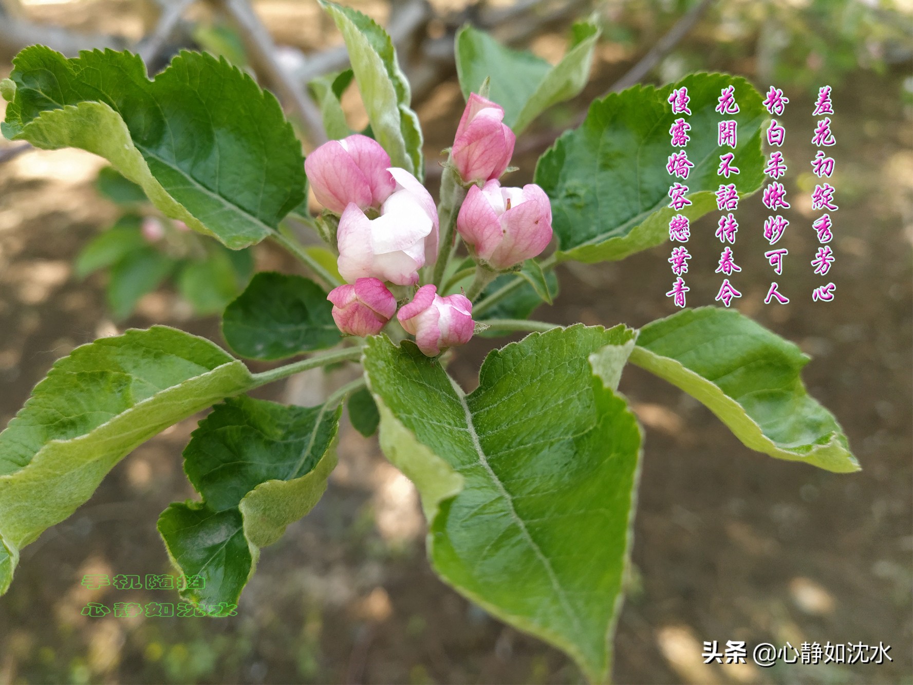 绿叶知花意,春花晓风情