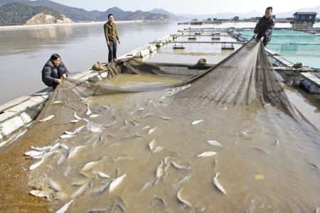 养殖的野生大黄鱼,野生大黄鱼和养殖大黄鱼对比图