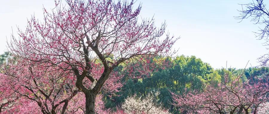 上海豪宅新盘推荐,上海浦东高品质豪宅