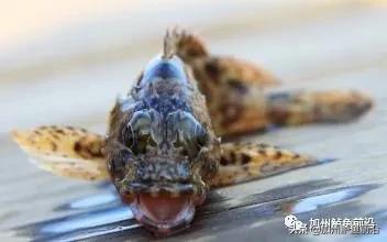 溪坑石斑鱼有寄生虫还能吃吗,石斑鱼里寄生虫怎么去除