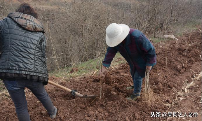 种植桃树的间距是很有讲究的,科学合理的种植模式