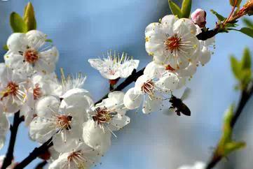 各月出生花,农历几月几日出生代表什么花