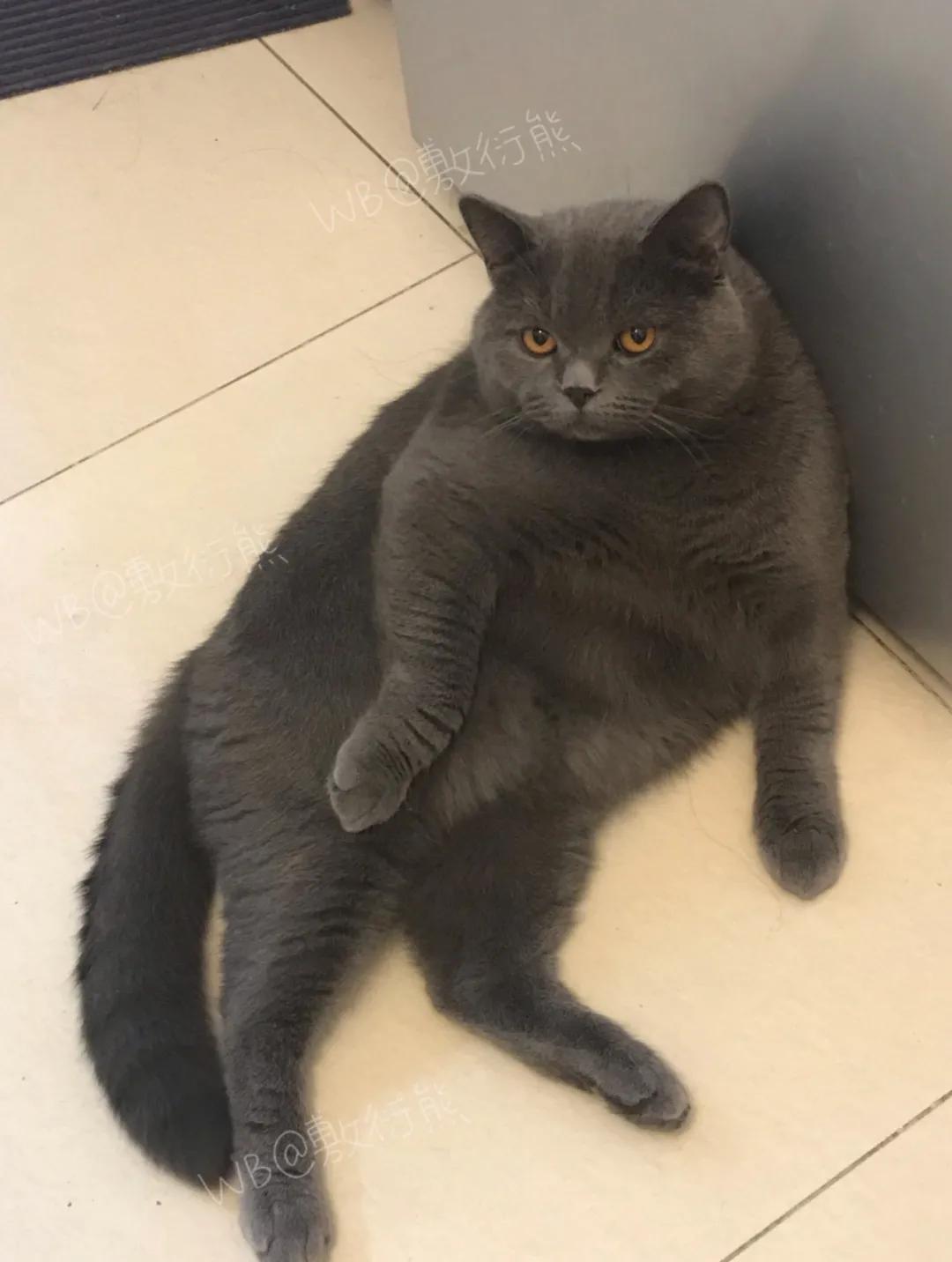 猫是只好猫，可被网友恶整后…哈哈哈没脸见人了