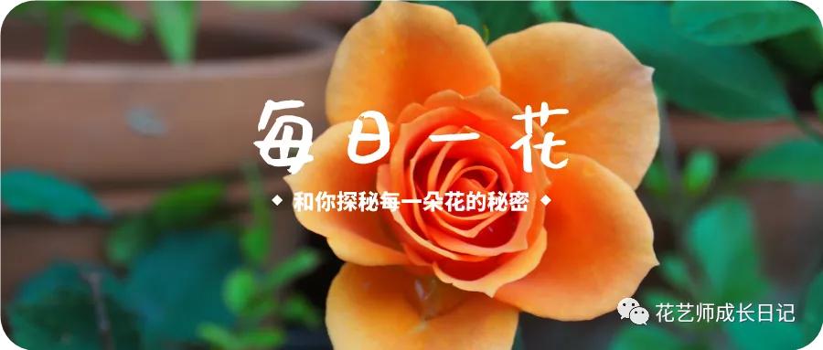 每日一花桃红玫瑰花,每日一花flowers