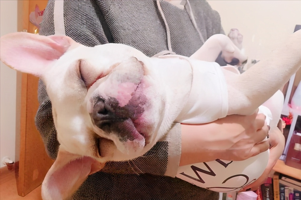 英国斗牛犬和法国斗牛犬哪个好养,法国斗牛犬为什么禁养