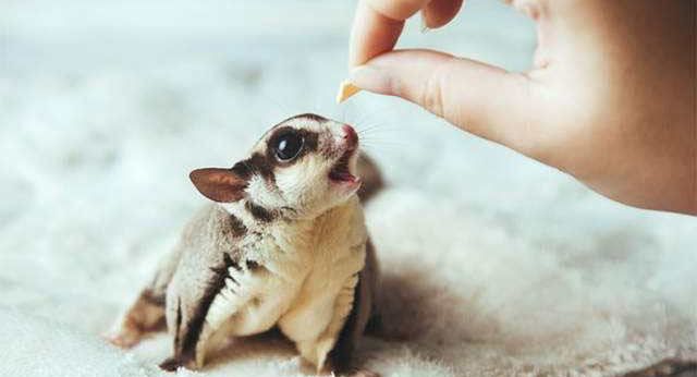 追星女孩的蜜袋鼯领养体验之5点