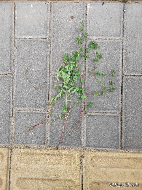 去野草留“精华”，整齐划一的草坪如何体现北京生物多样性？