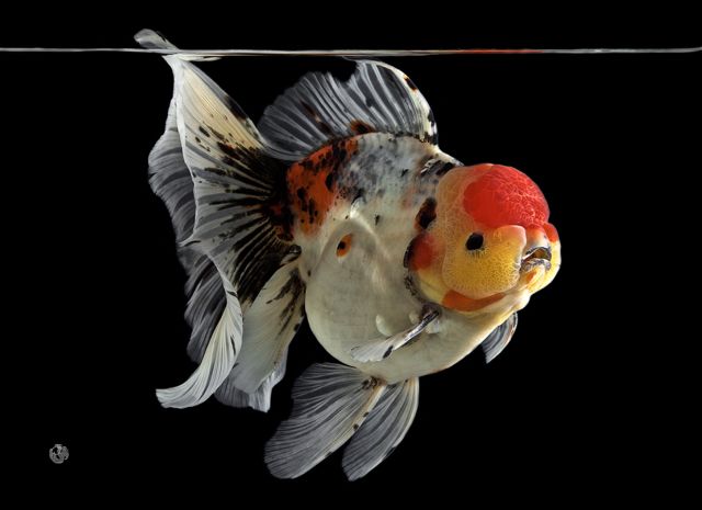 梦里金鱼知多少|〇二狮头Oranda分组(大赛报名开启)