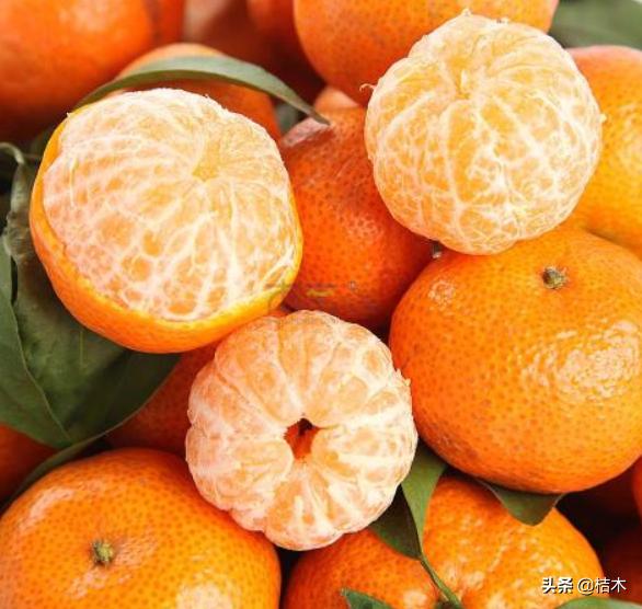 砂糖橘被老农称为杀人橘,砂糖桔又称杀人桔