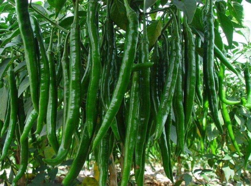 辣椒的奇迹！辣椒根腐病用这个杀菌组合，亩产上万斤一茬接一茬