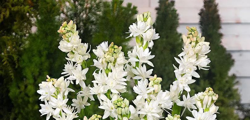 雪松味道有点呛鼻子,雪松味道好不好闻