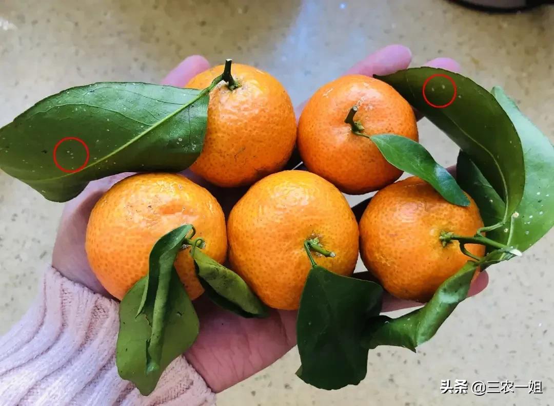 这样的砂糖橘最好不要买,砂糖橘便宜水果