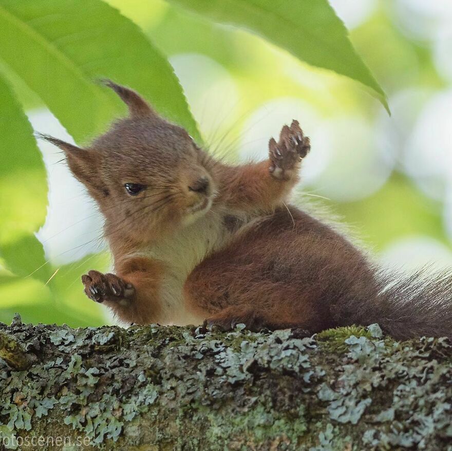 他花了29年拍摄到了美丽瞬间,他花8年拍下深海珍稀生物