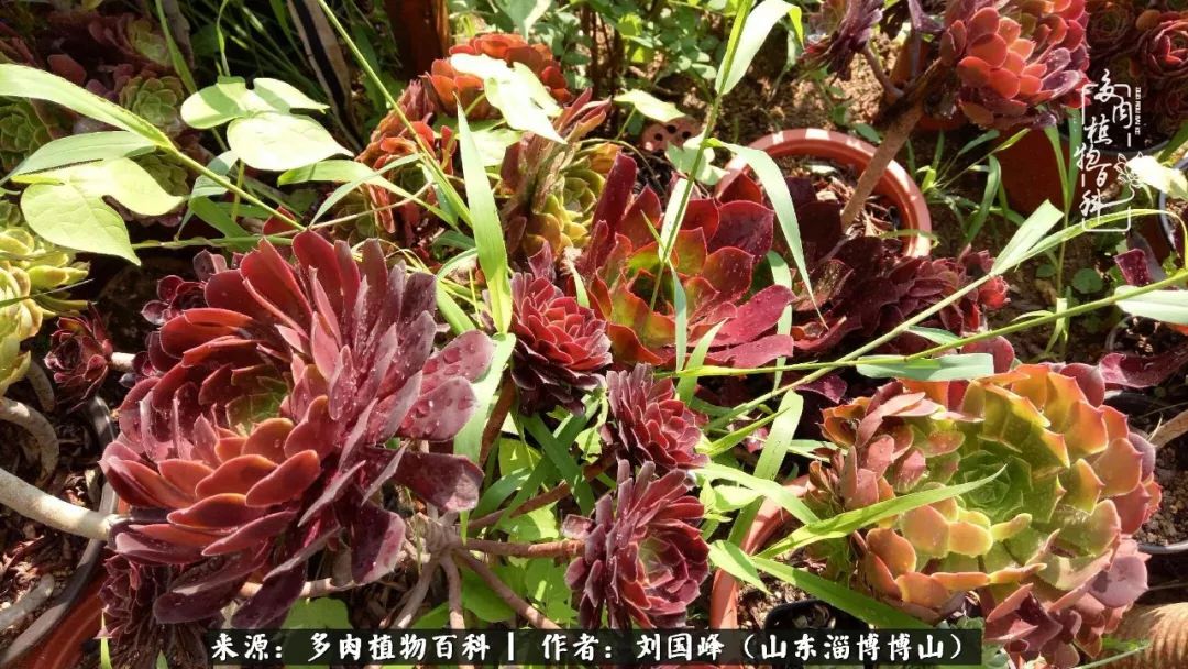 多肉安全度夏技巧,多肉如何度夏教学