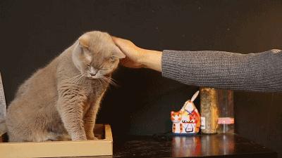 母猫发情期怎么办？铲屎官们可以这样解决，快来看看吧