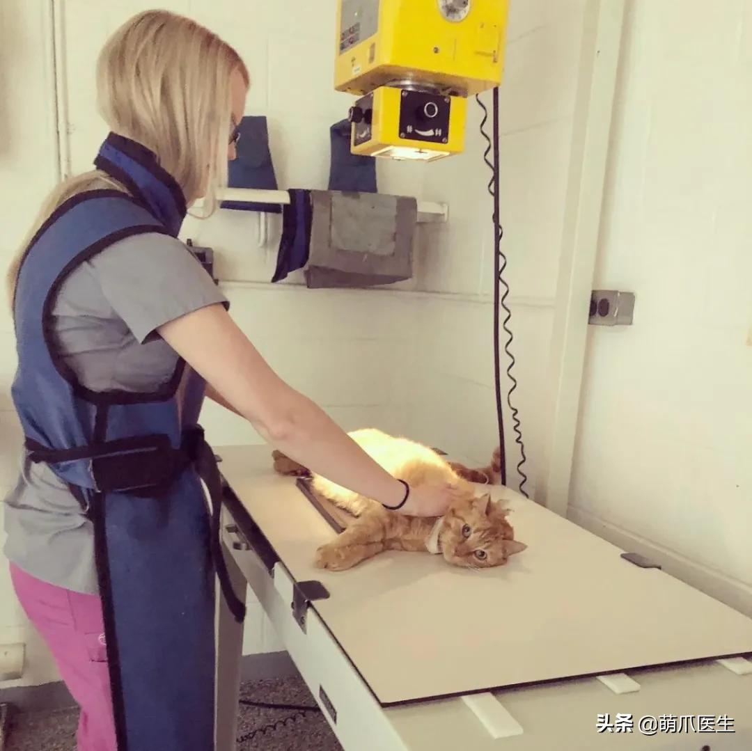 x光猫爪辟谣,猫爪x光是真的吗