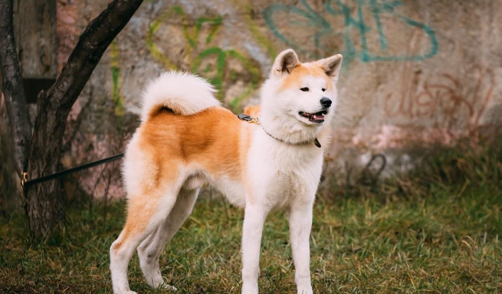 想养秋田犬快来看优缺点分析,想养狗狗幼犬最好养什么狗