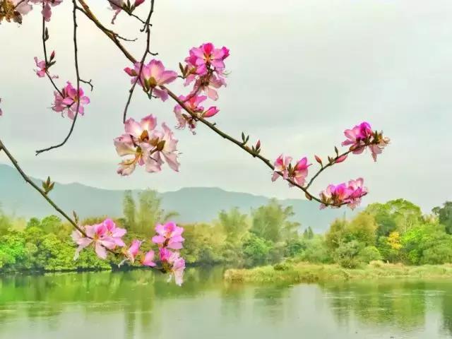 深汕生日快乐,深圳经济特区的生日