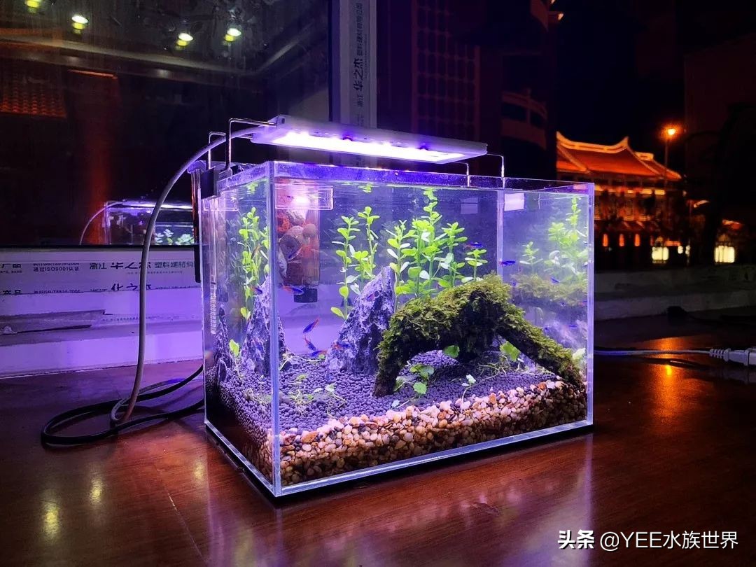 60草缸壁挂过滤推荐,草缸壁挂式过滤器