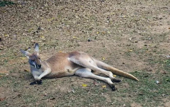 春节广州长隆野生动物世界攻略,广州长隆野生动物世界旅游攻略