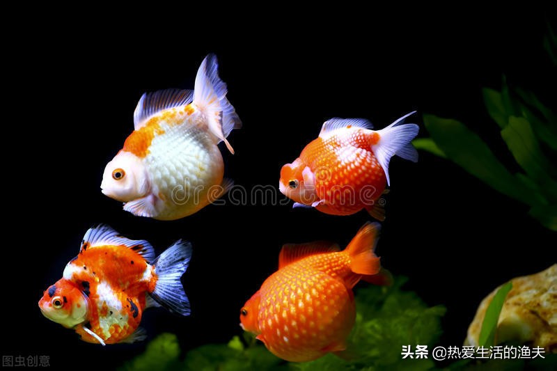 金鱼身上长一层白的是不是水霉,金鱼得了水霉没有加热棒怎么办