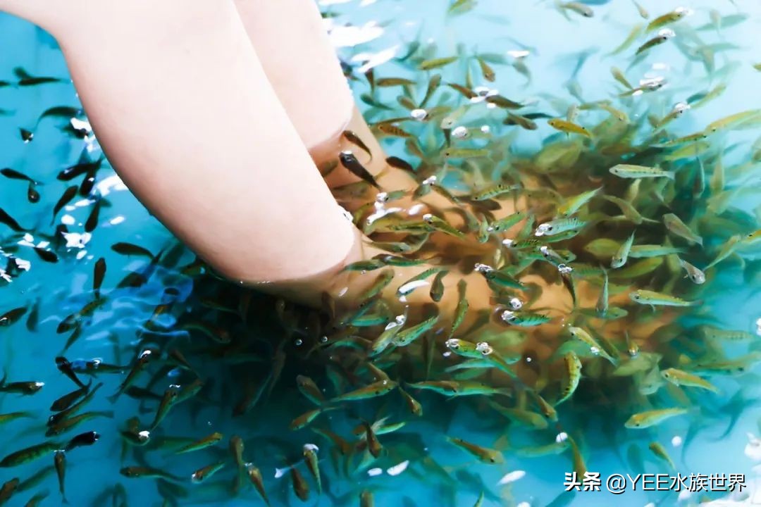 海洋医生完整版,海洋医生是什么鱼