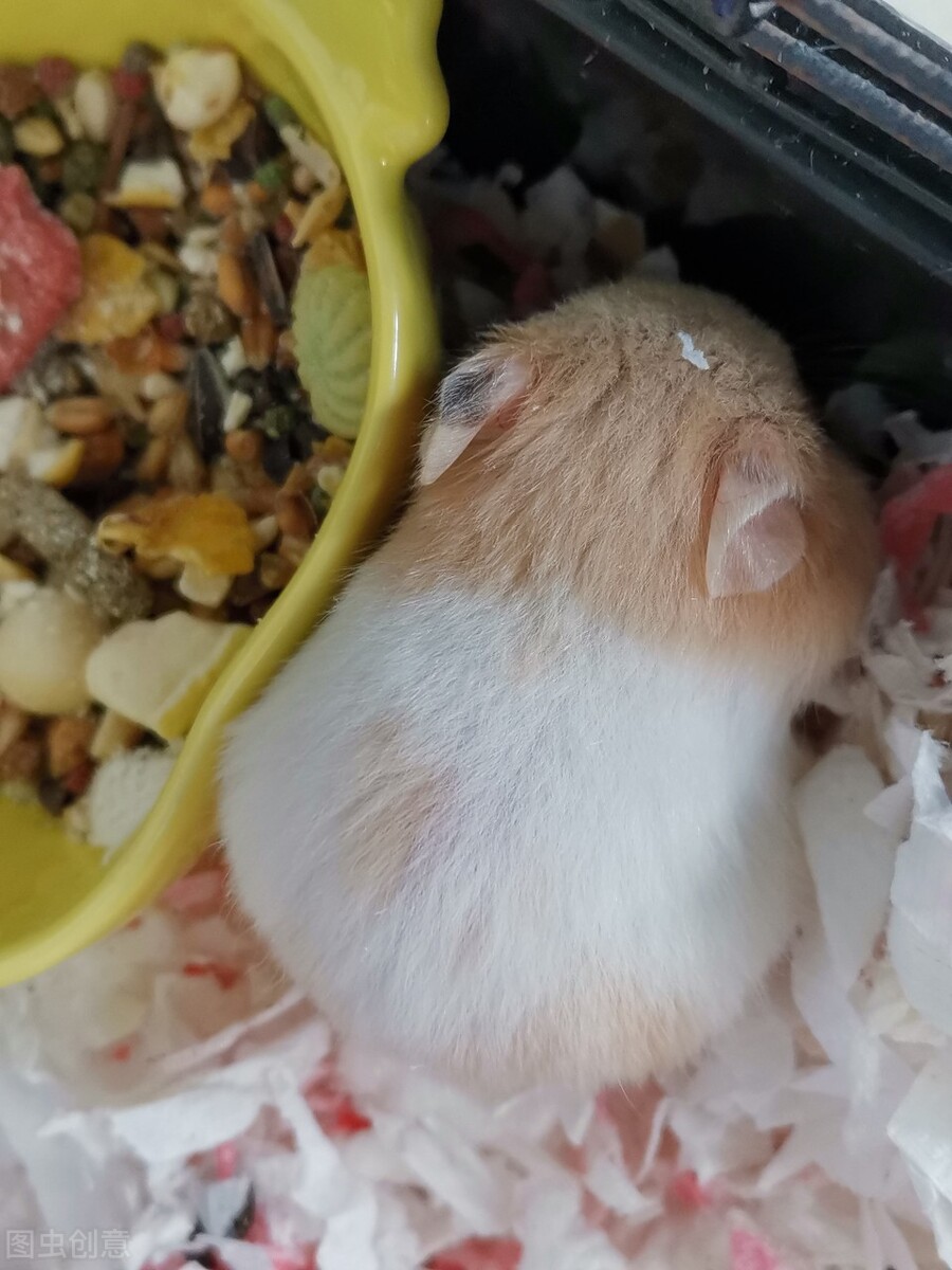 仓鼠怀孕被公仓鼠咬出血,仓鼠怀孕生小仓鼠的样子