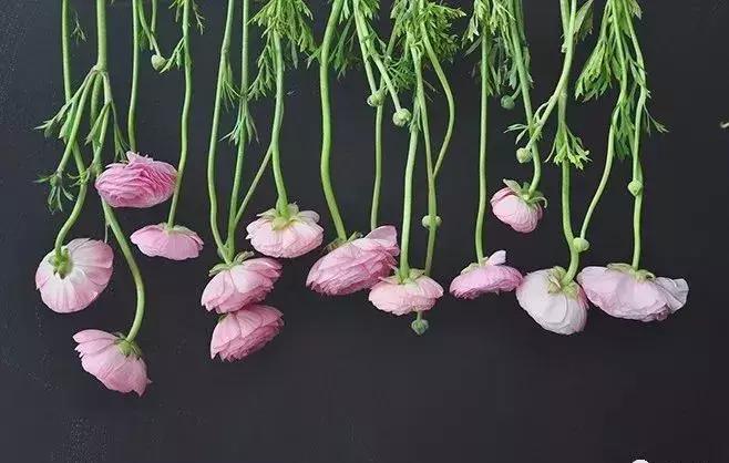 8种能做干花的鲜花，男朋友送的花就这么做