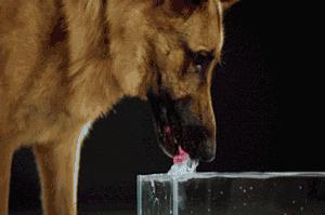 20个关于狗狗的冷知识，99.99%的铲屎官都不知道